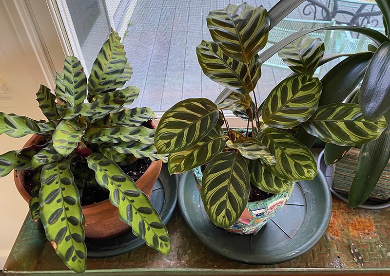 Low-Light Houseplants, Money Plant and Cleaning Indoor Foliage