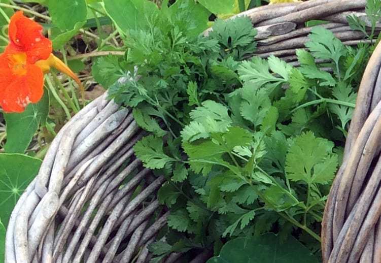 Cilantro, Plants for Your Sweet Tooth, and Weeds