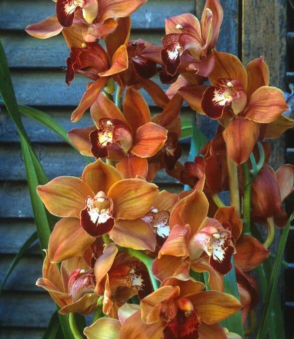 Cymbidiums are cool weather orchids. In this Plantrama episode we talk about how to keep them alive and blooming from year to year.