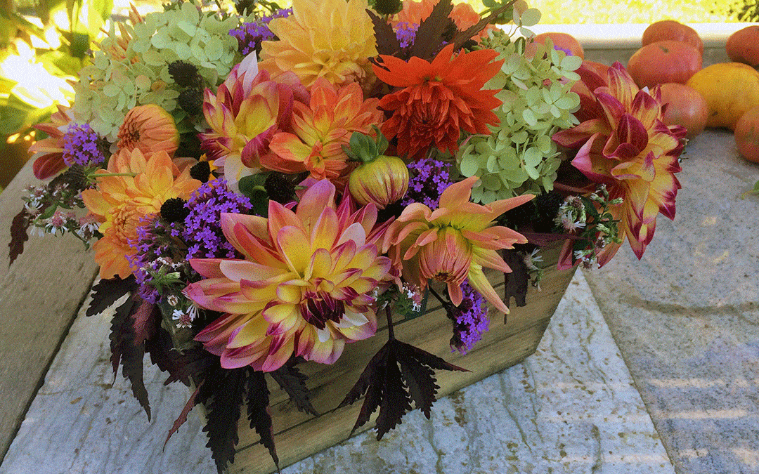 All about diversity and dahlias, plus what's for dinner!