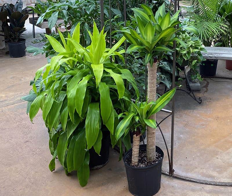 Bare Root Plants, Dracaena and Pruning