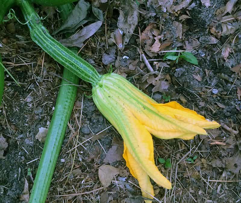 A zucchini is developing just below the yellow female flower.