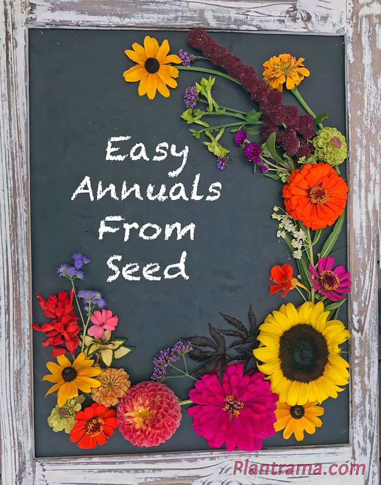 Fritters, Easy Annuals From Seed and a Career Building Vacation