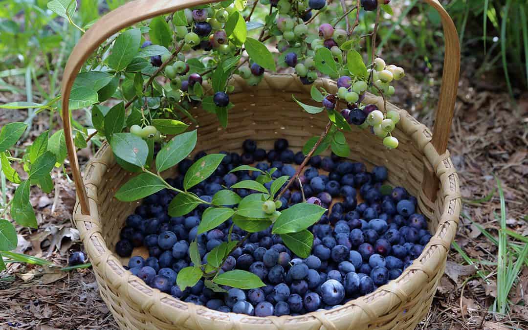This photo shows a basket of blueberries picked from C.L. Fornari's blueberry bushes.