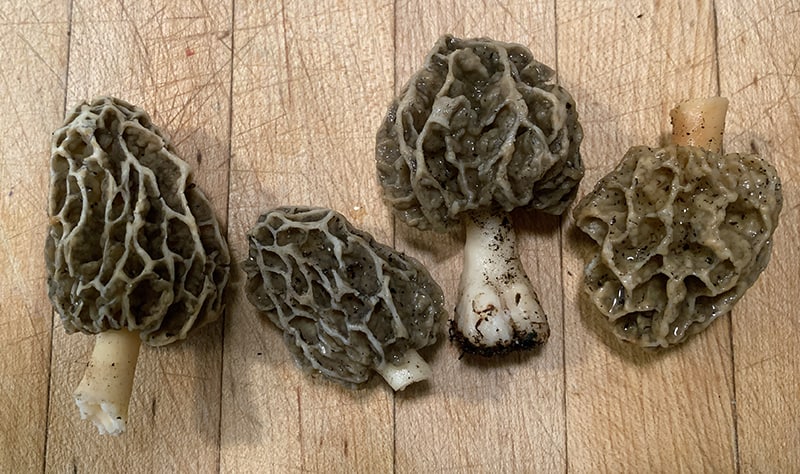 Morels are an early-to-forage for mushroom.