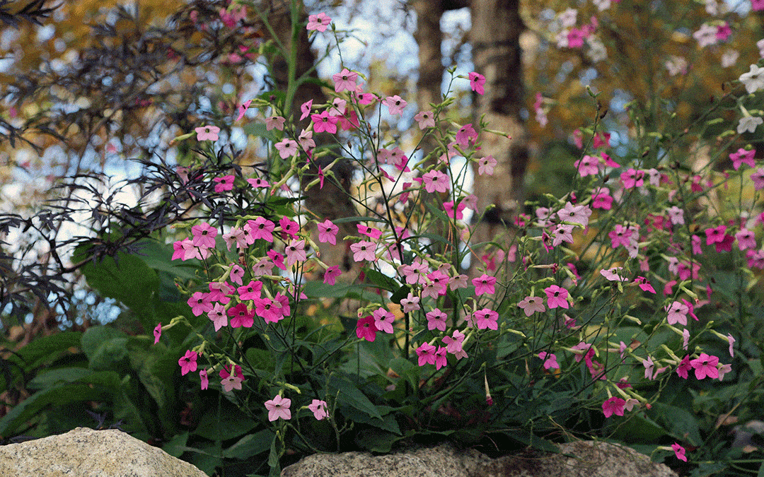 Nicotiana mutabilis self seeds in the garden, is a hummingbird magnet, and provides flowers that change from dark pink to white as they age.