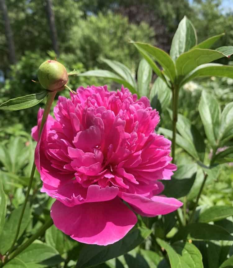 Omelets, Peonies, Oak Galls And Soap In The Garden 