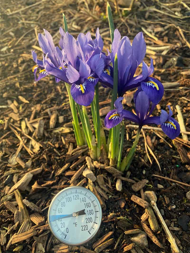 blooming iris reticulata and a soil thermometer is showing that the soil is cold.