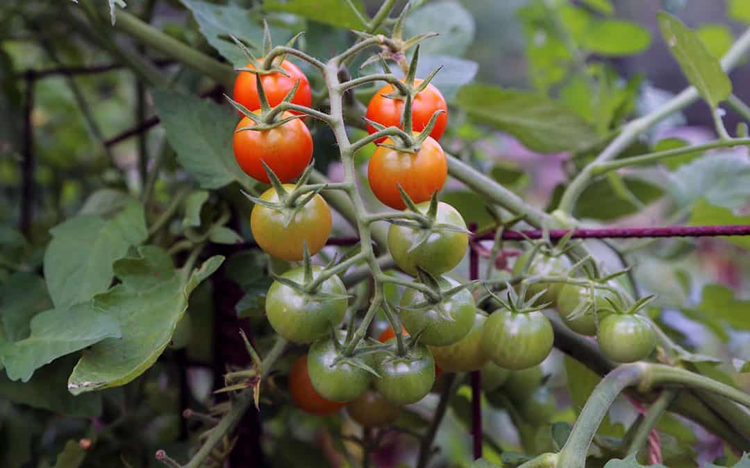 Cherry tomatoes are often easier to grow than other varieties.